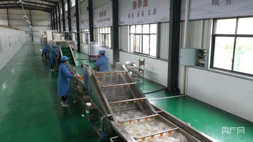 新化黃精 從山林“土黃金”到三十億產值的“黃金產業”崛起之路